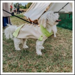 Palmanova: Egy külföldi rendezvény tapasztalatai Palmanova: Egy külföldi rendezvény tapasztalatai